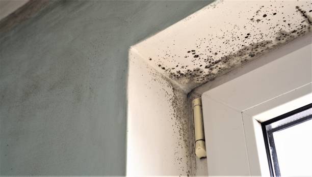 Best Real Estate Mold Inspection  in Pioneer, CA