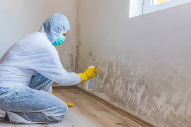 Asbestos and Lead Testing During Mold Inspection in Pioneer, CA