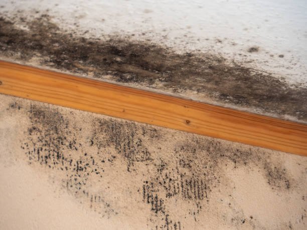 Best Crawl Space Mold Remediation  in Pioneer, CA