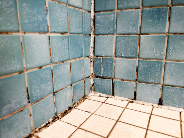 Reliable Pioneer, CA Mold Removal Solutions