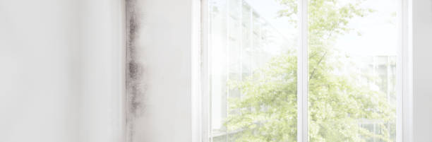 Best Mold Removal for HVAC Installations  in Pioneer, CA