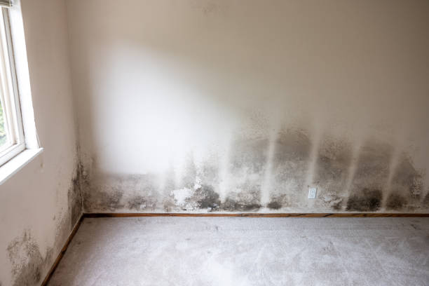 Best Asbestos and Lead Testing During Mold Inspection  in Pioneer, CA