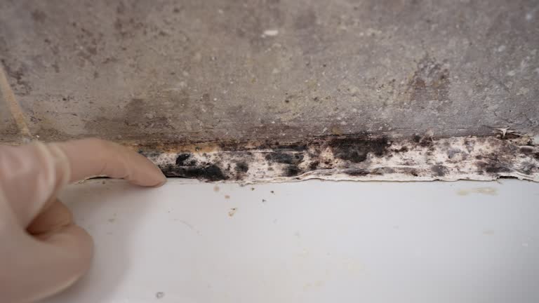 Best Post-Remediation Verification Testing  in Pioneer, CA